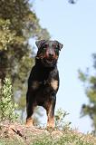 JAGDTERRIER ALLEMAND 008
